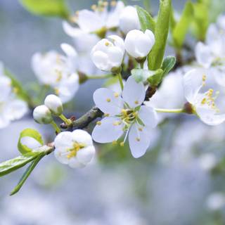 Spring white wallpaper