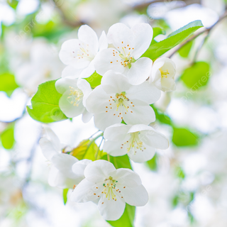 Spring white wallpaper