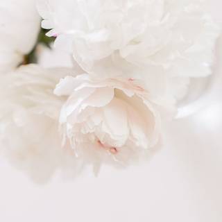 Spring white wallpaper