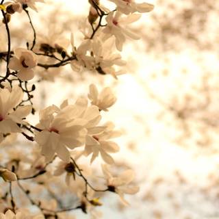 Spring white wallpaper