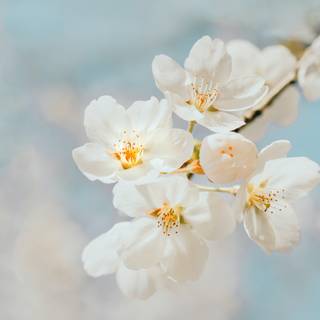 Spring white wallpaper