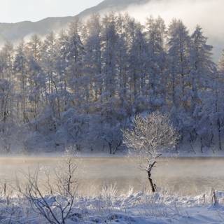 Japanese winter forest wallpaper