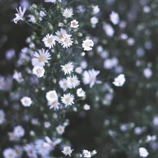 Spring white wallpaper