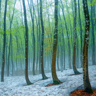 Japanese winter forest wallpaper