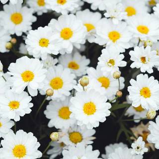 Spring white wallpaper