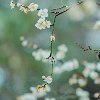 Spring white wallpaper