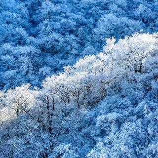 Japanese winter forest wallpaper