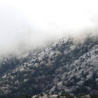 Japanese winter forest wallpaper