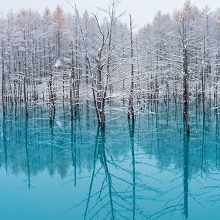 Japanese winter forest wallpaper