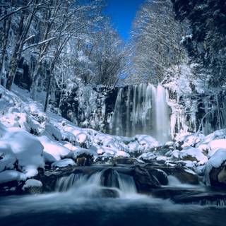 Japanese winter forest wallpaper