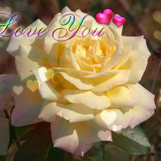 Yellow rose Valentines Day wallpaper