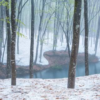 Japanese winter forest wallpaper