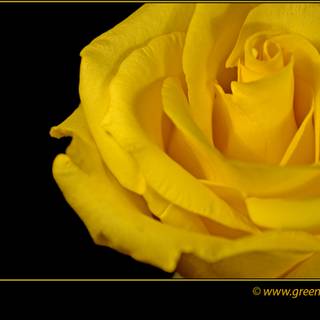 Yellow rose Valentines Day wallpaper