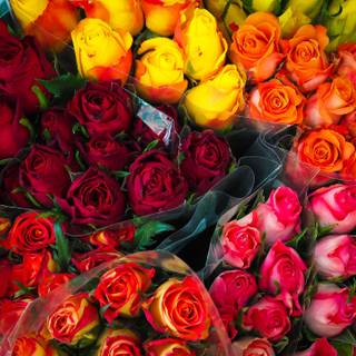 Yellow rose Valentines Day wallpaper