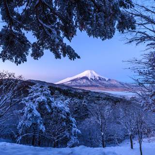 Japanese winter forest wallpaper