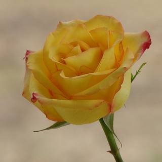 Yellow rose Valentines Day wallpaper