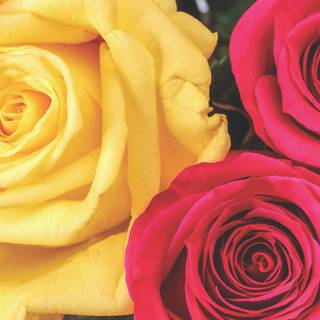 Yellow rose Valentines Day wallpaper