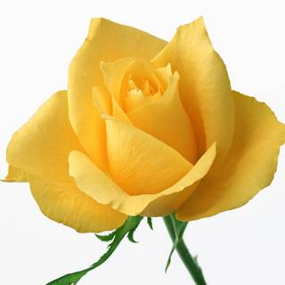 Yellow rose Valentines Day wallpaper