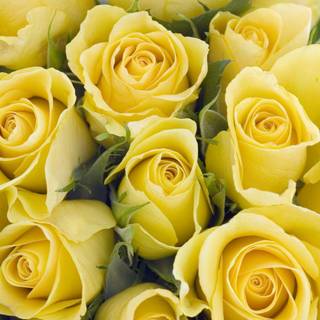 Yellow rose Valentines Day wallpaper