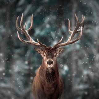 Reindeer 4k wallpaper