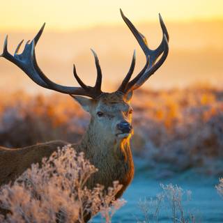 Reindeer 4k wallpaper