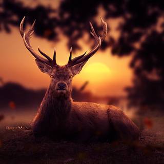 Reindeer 4k wallpaper