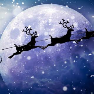 Reindeer 4k wallpaper