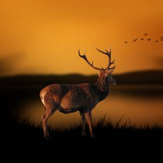 Reindeer 4k wallpaper