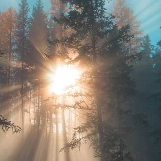 iPhone 14 Pro Max nature wallpaper