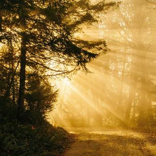 iPhone XS Max gold wallpaper