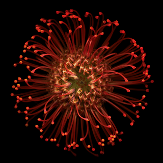 iPhone 8 red wallpaper