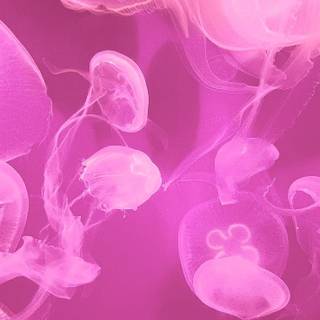 Pink jellyfish wallpaper