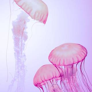 Pink jellyfish wallpaper