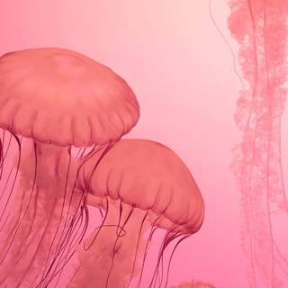 Pink jellyfish wallpaper