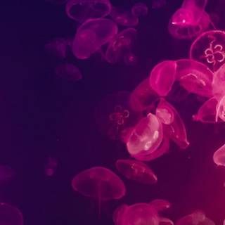 Pink jellyfish wallpaper
