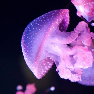 Pink jellyfish wallpaper