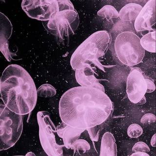 Pink jellyfish wallpaper
