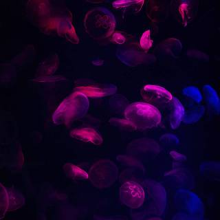 Pink jellyfish wallpaper
