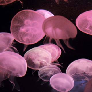 Pink jellyfish wallpaper