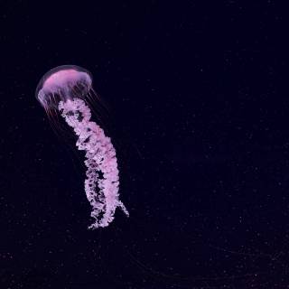 Pink jellyfish wallpaper