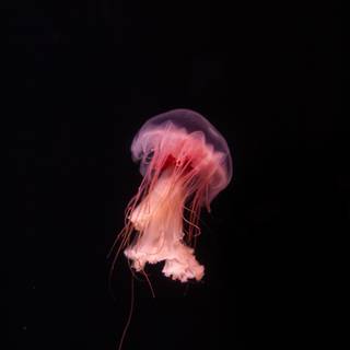 Pink jellyfish wallpaper