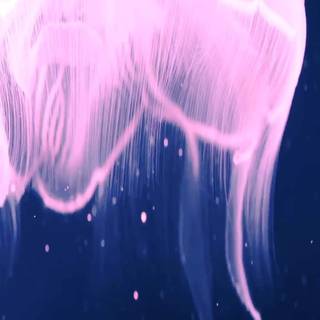 Pink jellyfish wallpaper