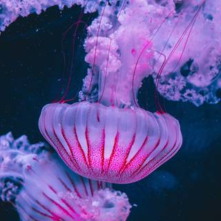 Pink jellyfish wallpaper