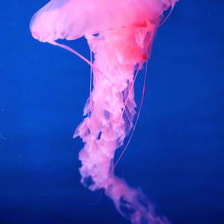 Pink jellyfish wallpaper