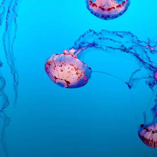 Pink jellyfish wallpaper