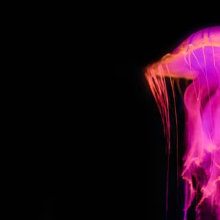 Pink jellyfish wallpaper
