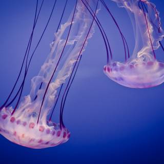 Pink jellyfish wallpaper