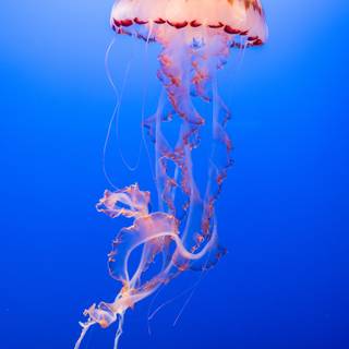 Pink jellyfish wallpaper