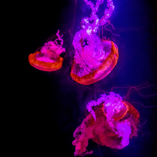 Pink jellyfish wallpaper