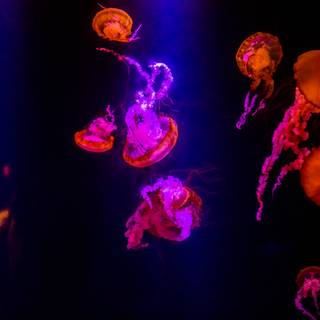 Pink jellyfish wallpaper